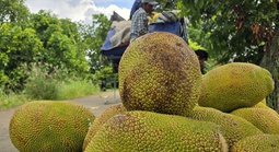 Thêm một loại trái cây phổ biến của Việt Nam được xuất khẩu chính ngạch sang Trung Quốc