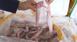 Mua cá khoai chứa formol từ Trung Quốc 37.000 đồng, chở về biển Sầm Sơn bán 130.000 đồng/kg