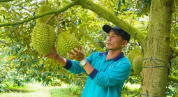 Tháo gỡ "điểm nghẽn" liên kết sản xuất - tiêu thụ nông sản