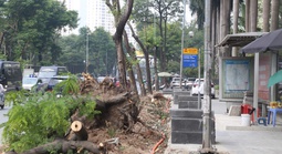 Hà Nội di dời cây xanh, xén vỉa hè để giảm ùn tắc