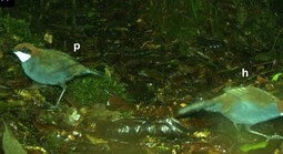 Phát hiện loài chim mới trên đảo quốc Thái Bình Dương