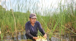 Loại cây vốn mọc hoang dại lại giúp nhiều người ở Cà Mau vươn lên làm giàu