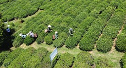 Thông tin mới nhất về vụ gần 500 container chè bị mắc kẹt ở Pakistan