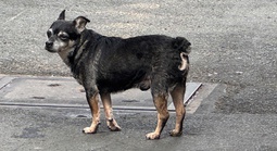 Cấp "căn cước" định danh để giám sát vật nuôi?