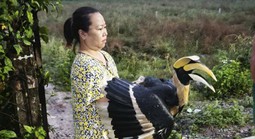 TPHCM: Nhiều loài chim quý hiếm liên tục bay vào nhà dân