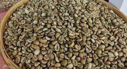 Giá cà phê hôm nay 25-12: Tăng phiên thứ 3, Việt Nam "một mình một chợ"