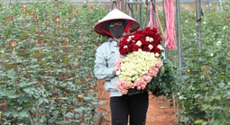 Đồng bào thiểu số ở chân núi Lang Biang thoát nghèo nhờ "cây tình yêu"