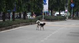 Bất chấp quy định xử phạt, chó thả rông vẫn tràn lan trên phố