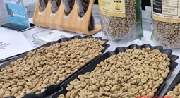 Giá cà phê hôm nay 26-12: Trong nước tăng nóng, Trung Quốc bất ngờ nhập nhiều