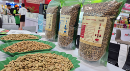 "Cân não" trước vụ cà phê mới