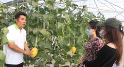 Phủ xanh vùng hoang hóa, tạo sinh kế bền vững