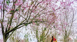 Hàng trăm "nàng thơ" chen chân check-in với hoa mai anh đào nở sớm ở Đà Lạt