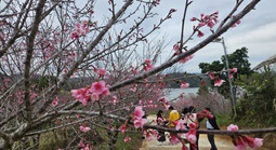 Hàng không, du lịch khẩn trương đổi lịch đón khách dịp Tết Dương lịch 2026