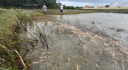 Xác định nguyên nhân tràn dầu ở Quảng Ngãi, khẩn trương khắc phục hậu quả