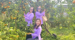 CLIP: "Đã mắt" với vườn quýt trĩu quả ở Cần Thơ