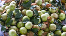 Rộn ràng vú sữa Lò Rèn, nhà vườn "bỏ túi" hàng trăm triệu đồng