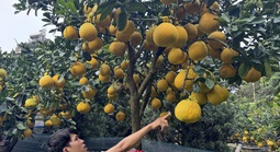 CLIP: Bưởi Diễn tràn về TPHCM, giá bán tăng cao