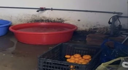 Phát hiện loạt vi phạm trong cung cấp suất ăn bán trú cho học sinh