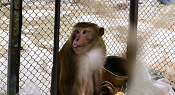 Người dân giao nộp 2 cá thể động vật quý hiếm thuộc nhóm IIB