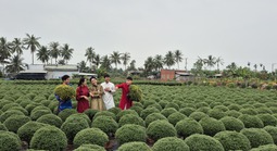 Vựa hoa miền Tây tất bật bán hoa Tết sớm qua livestream cùng người nổi tiếng