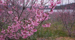 Check-in rừng hoa anh đào Nhật Bản đang nở rộ ở Điện Biên