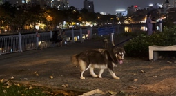 Quá bức xúc trước hình ảnh chó thả rông "nghênh ngang", phóng uế tại TPHCM