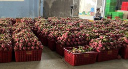 Giá thanh long chong đèn tại Lâm Đồng đạt mức cao nhất nhiều năm