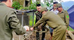 Thấy 2 con vật trong sách đỏ đi lạc vào vườn nhà, bắt giao lại công an