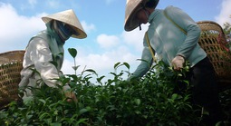 "Giải phóng"gần 500 container chè của Việt Nam bị kẹt ở Pakistan