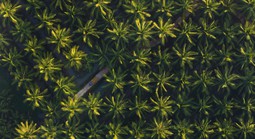 15.000 ha dừa hữu cơ: Betrimex và cách giải bài toán khó của ngành dừa