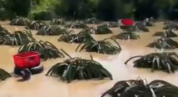 CLIP: Nông dân bám vào ruột xe tải bơi vào vườn thanh long để thu hoạch chạy lũ