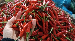Giá ớt, hành lá vẫn tăng cao bất thường