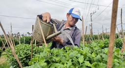 “Thủ phủ” hoa cúc miền Trung đứng ngồi không yên vì thời tiết thất thường