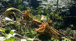 Đốn hạ 3 cây gỗ quý trong rừng đặc dụng ở Thanh Hóa