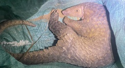 Bắt được con vật lạ không ngờ là động vật nguy cấp, quý hiếm trong sách đỏ