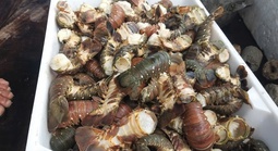 Tôm hùm chết hàng loạt trong mưa lũ, người nuôi “ôm đầu”!