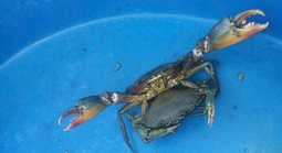 Tuyệt chiêu nhận biết cua biển Cà Mau chất lượng đến người dùng