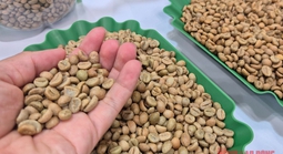 Giá cà phê hôm nay 8-12: Động thái lạ của khối ngoại