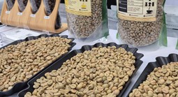 Giá cà phê hôm nay 9-12: Lao dốc tiếp