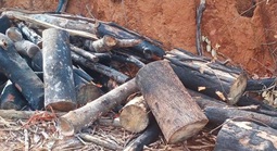 Khởi tố vụ phá hơn 97 ha rừng ở Gia Lai