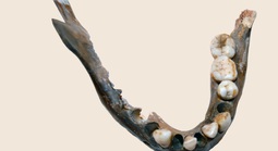 1.400 năm trước vẫn có một nhóm người mang DNA khác hầu hết người hiện đại