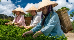 VIDEO: Một thoáng hương trà B'lao