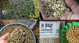 Giá cà phê hôm nay 12-5: Dân mạng “dậy sóng” về cà phê đặc sản