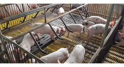 Giá heo hơi hôm nay 13-5: Miền Tây dẫn đầu cả nước, nhiều nơi tăng nhẹ