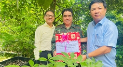 THACO quyết đưa sâm Ngọc Linh lên tầm cao