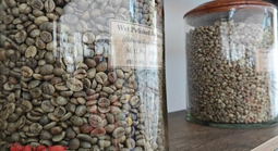 Giá cà phê hôm nay 13-6: Diễn biến trái chiều, Arabica tiếp tục giảm sâu