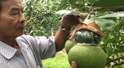 Nông sản "độc, lạ" hết thời?