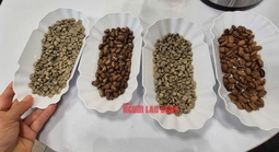 Giá cà phê hôm nay 16-6: Bao giờ xả kho?