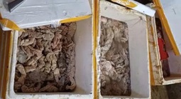 Phát hiện kho hàng tại Đà Nẵng chứa 3,5 tấn thịt, nội tạng bốc mùi đổi màu