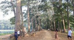 Phát triển đô thị không ảnh hưởng cây xanh